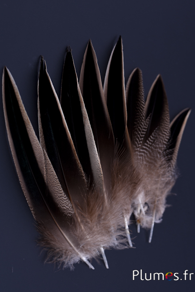 Canard de Madagascar - 12-15 cm - naturel